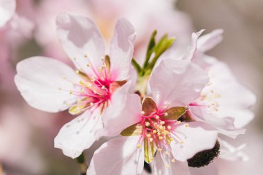 Badem çiçeğinin Makro manzarası narin yaprakları, çiçekleri ve bahar renklerini vurguluyor..