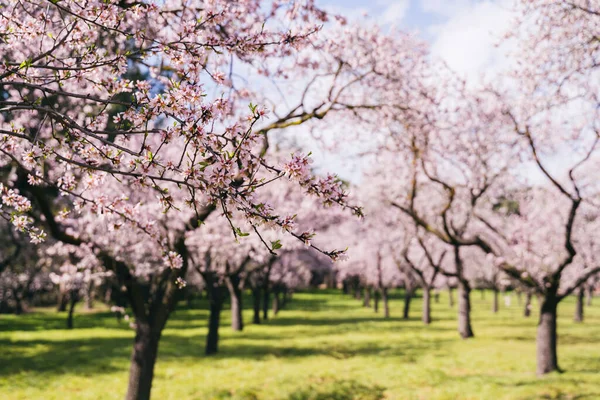 Badem ağaçları baharda yeşil bir çayırda çiçek açarak durur..