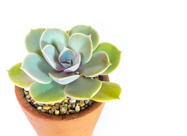 Echeveria bitkisinin toprak kapları ve taze yaprakları beyaz arka planda