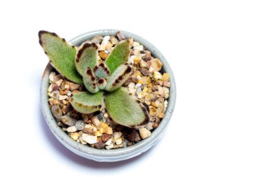 Küçük Kalanchoe sulu bitki, taze Kalanchoe tomentosa yaprakları seramik kapta yetişir.