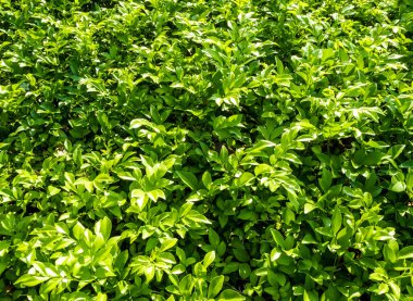 Doğal arka plan olarak süs bitkisinin yapraklarındaki yüzey dokusu