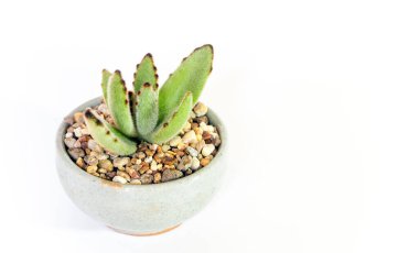 Küçük Kalanchoe sulu bitki, taze Kalanchoe tomentosa yaprakları seramik kapta yetişir.