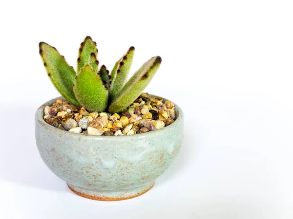 小石榴肉质植物 石榴鲜叶生长在瓷壶中 — 图库照片