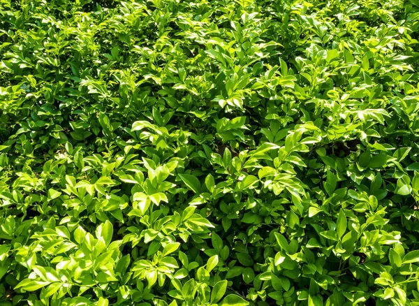 Doğal arka plan olarak süs bitkisinin yapraklarındaki yüzey dokusu