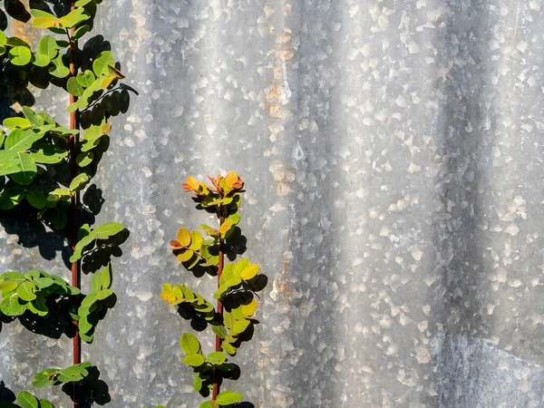 Cerca Ferro Ondulado Enferrujado Com Folha Phyllanthus Reticulatus Poir — Fotografia de Stock