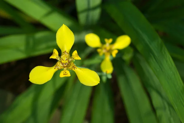 Żółty Kolor Iris Kwiat Naturze — Zdjęcie stockowe