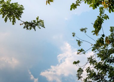 Düşük Vantage Noktası 'ndan Mavi gökyüzüne doğru ağaç yapraklarının arasından gökyüzüne bakıyor.