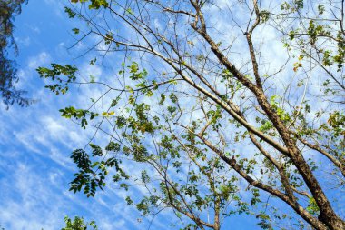 Düşük Vantage Noktası 'ndan Mavi gökyüzüne doğru ağaç yapraklarının arasından gökyüzüne bakıyor.