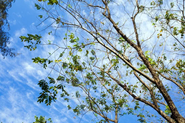 Niski Punkt Vantage Niebieskiego Nieba Przez Liście Drzewa Patrząc Górę — Zdjęcie stockowe