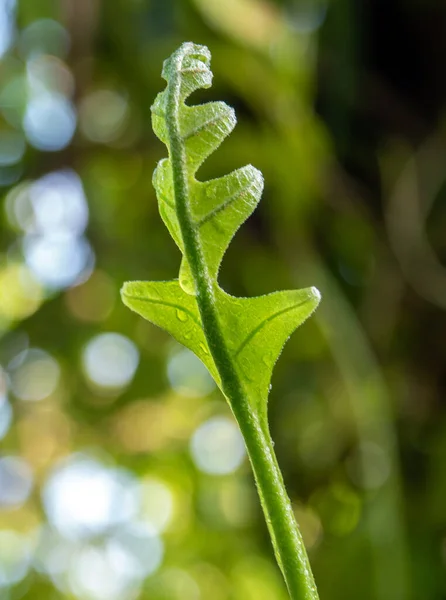 Décryptages Fraîcheur Feuilles Vertes Fougère Feuilles Chêne Sur Fond Naturel — Photo