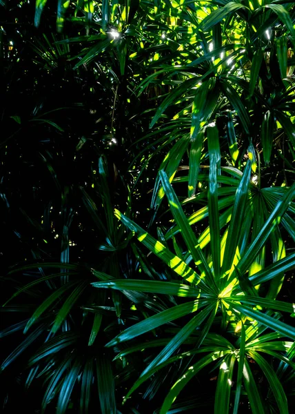 Lady Palm Bladeren Textuur Volledige Frame Frisheid Tropische Bladeren Oppervlak — Stockfoto