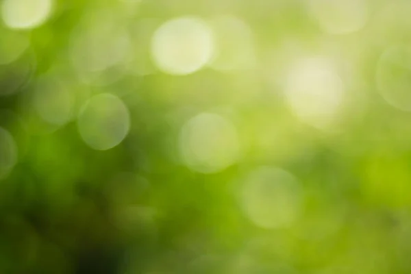 Gouden Zonlicht Groen Met Geel Blad Bokeh Natuur Defocus Abstracte — Stockfoto