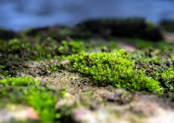 在潮湿石质地面上生长的新鲜绿色苔藓的特写 在水源旁边 有选择的焦点 — 图库照片