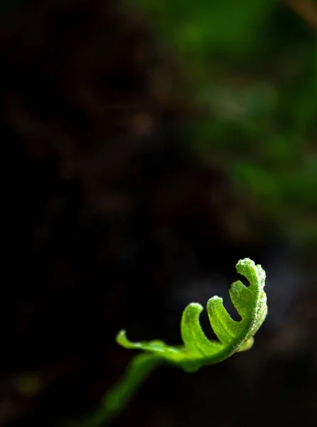 Close Frescura Folhas Verdes Carvalho Folha Samambaia Fundo Natural — Fotografia de Stock