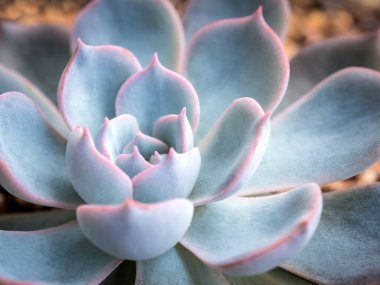 Echeveria Tavuskuşu Subsessilis 'in gümüş mavisi yapraklarında sulu bitkiler.