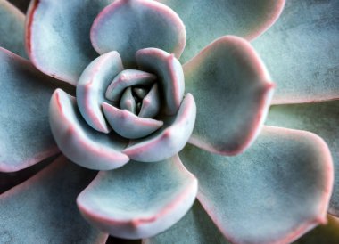 Echeveria Tavuskuşu Subsessilis 'in gümüş mavisi yapraklarında sulu bitkiler.