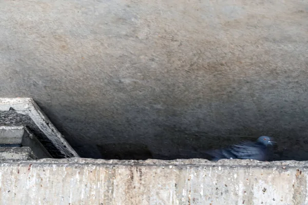 Pombo Que Esconde Nas Lacunas Entre Vigas Tetos Concreto — Fotografia de Stock