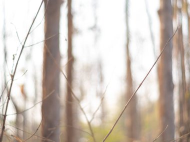 Arkaplan görüntüsü kuraklığın ve aşırı gelişmiş meşe ağacının fotoğrafını çekerek oluşturuldu. Sabah ışığında, yazın gündoğumunda.