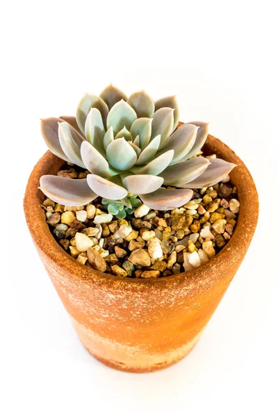 Pot Terre Cuite Feuilles Fraîcheur Plante Echeveria Fond Blanc — Photo