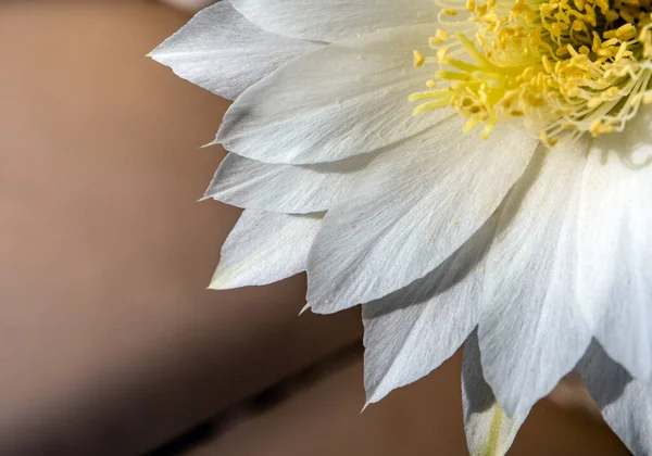 Tutup Warna Putih Kelopak Halus Bunga Echinopsis Cactus — Stok Foto