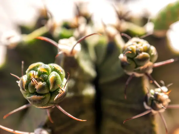 Die Kleine Knospe Des Gymnocalycium Cactus — Stockfoto
