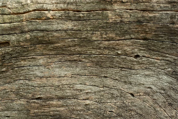 Texture Trincee Corteccia Superficiale Del Tronco Albero Sfondo Astratto — Foto Stock