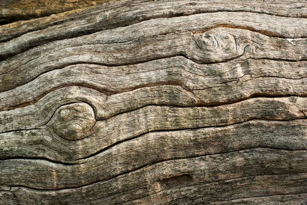 Textura Trincheiras Casca Superfície Tronco Árvore Fundo Abstrato — Fotografia de Stock