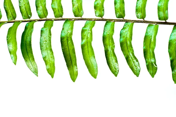 Fraicheur Vert Clair Feuilles Fougère Sur Fond Blanc — Photo