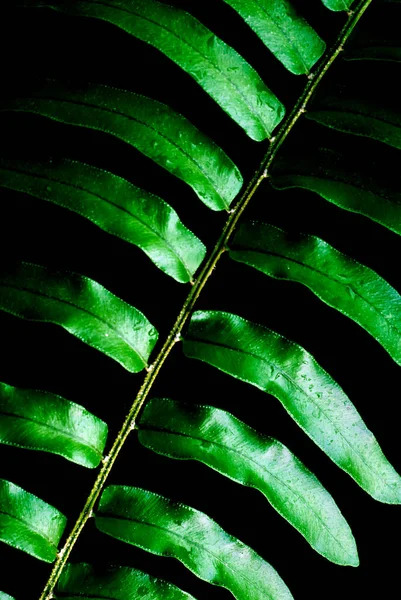 Fraîcheur Vert Vif Feuilles Fougère Sur Fond Noir — Photo