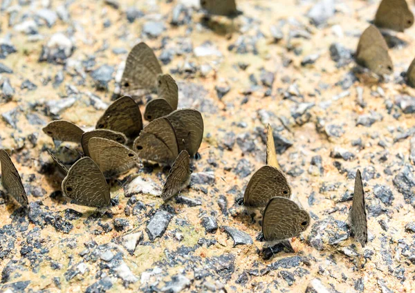 Butterflies eating the Salt as well as many other minerals on the ground