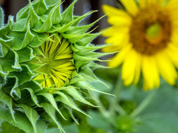 Close Sunflower Bud Beauty Sepals — Stock Photo, Image