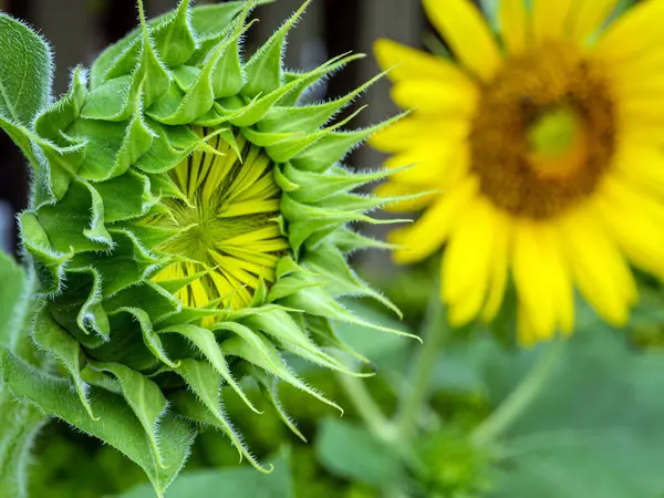 Primer Plano Girasol Brote Belleza Sépalos —  Fotos de Stock