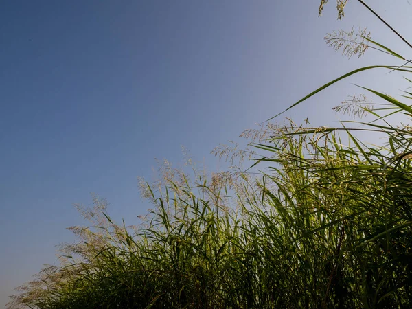 Blume Von Phragmites Karka Gras Hellen Sonnenlicht Und Flauschige Wolken — Stockfoto