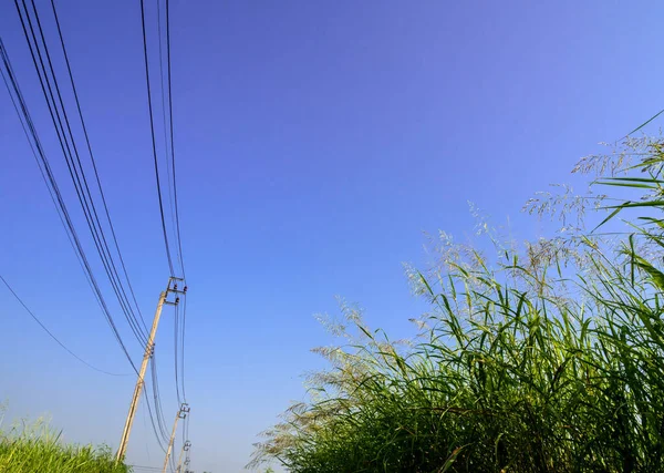 Blume Von Phragmites Karka Gras Hellen Sonnenlicht Und Flauschige Wolken — Stockfoto