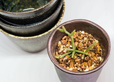 Seramik bardak, küçük saksı bitkileri dikmek için uyarlandı.