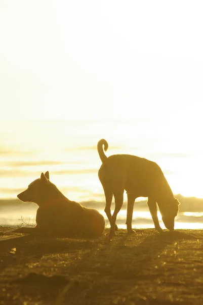 Sylwetka Psa Leżącego Plaży Złote Światło Zachodu Słońca Odbijające Się — Zdjęcie stockowe