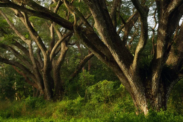 Schatten Des Regenschirms Großer Baum Wald — Stockfoto