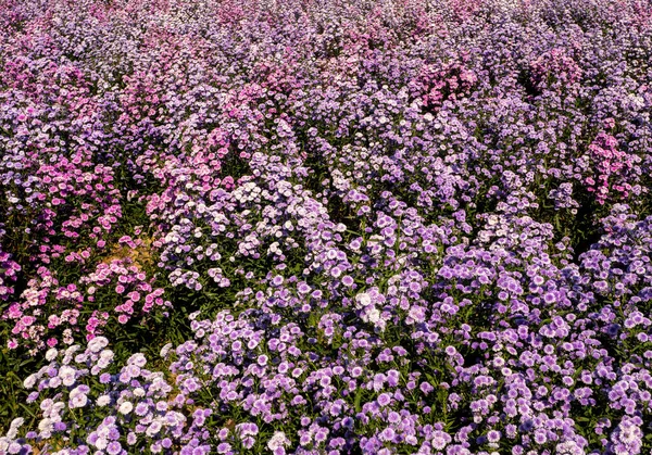 Fioletowe Margaret Kwiaty Polu Kwiatów — Zdjęcie stockowe