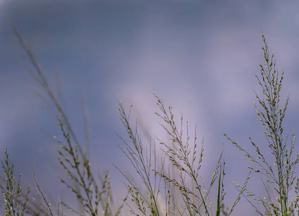 Grasbloemen Fladderen Wind Stockfoto