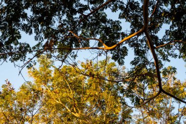 Ağacın gölgesinden gün ışığında ağaca bak.