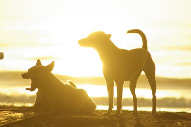Sahilde yatan bir köpeğin silueti ve deniz yüzeyine yansıyan gün batımının altın ışığı.