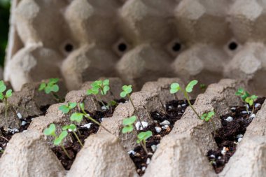 Sebze tohumları yumurta tepsilerinde yetişir.