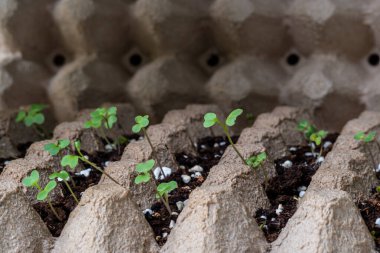 Sebze tohumları yumurta tepsilerinde yetişir.