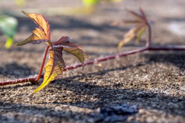 Merremia vitifolia 'nın kırmızı yaprakları beton zeminde süzülüyor.
