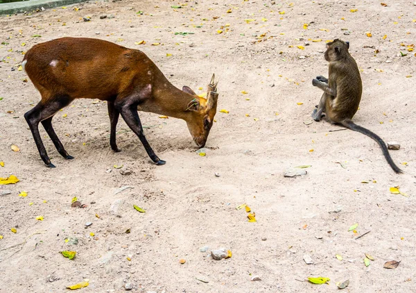 Лающий Олень Обезьяна Выросшие Зоопарке — стоковое фото