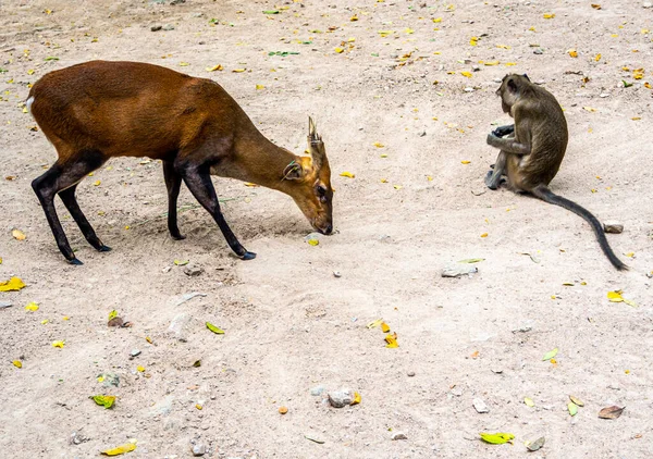 Лающий Олень Обезьяна Выросшие Зоопарке — стоковое фото