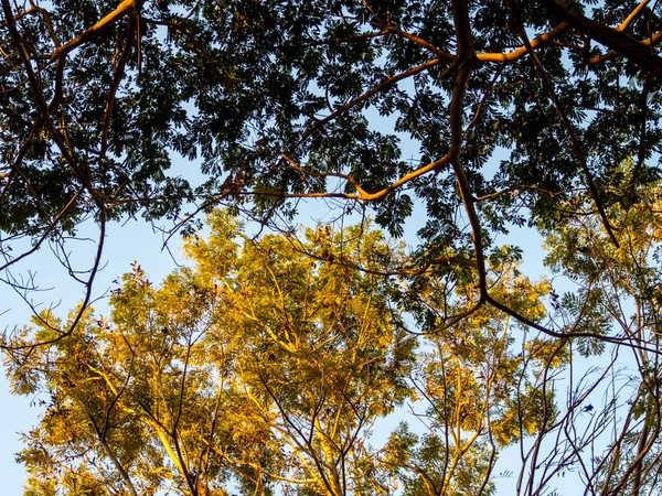 Blick Aus Dem Schatten Der Baumkronen Auf Den Baum Sonnenlicht — Stockfoto