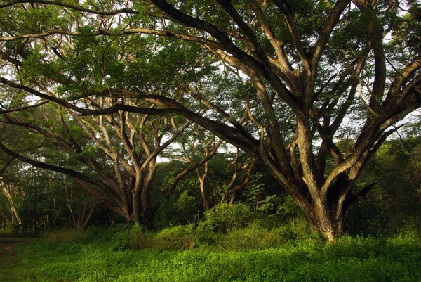 雨树树荫森林里的大树 — 图库照片
