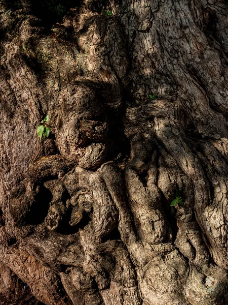 Grietas Arrugas Patrones Distorsionados Tronco Del Antiguo Árbol Tamarindo — Foto de Stock