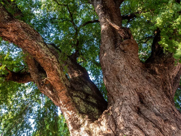 Ρωγμές Ρυτίδες Και Παραμορφωμένα Μοτίβα Στον Κορμό Του Αρχαίου Δέντρου — Φωτογραφία Αρχείου
